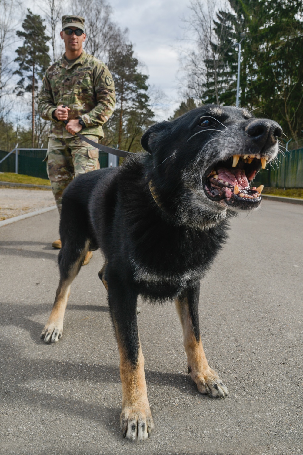 Military Working Dog practices Controlled Aggression