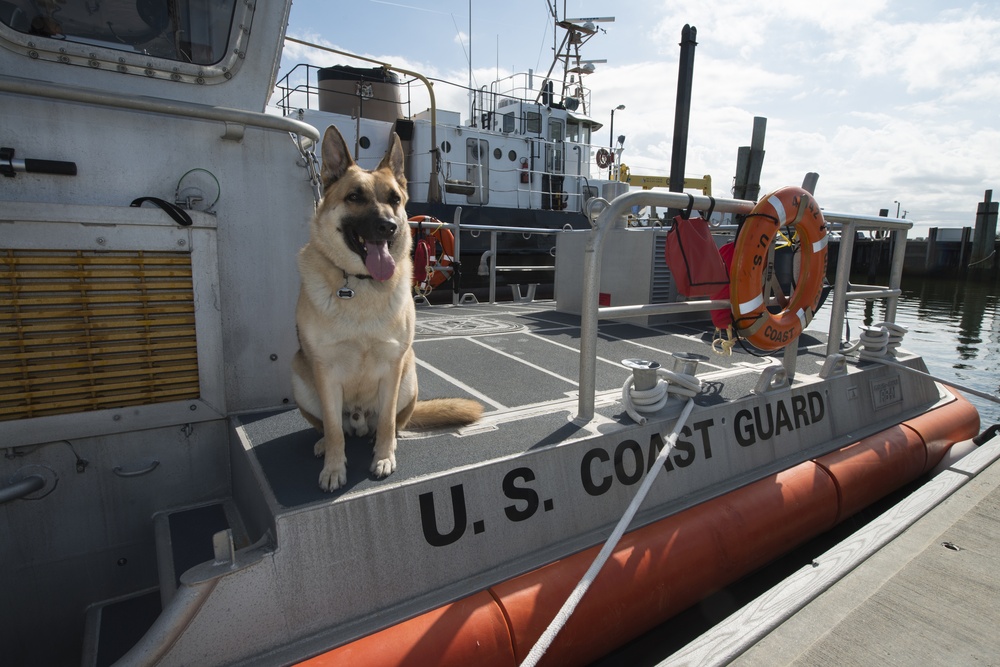 Boomer, mascot of Coast Guard Station Crisfield