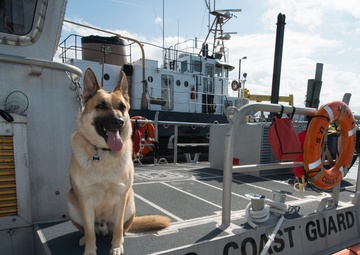 Boomer, mascot of Coast Guard Station Crisfield