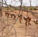 Flintlock 2017 training continues in Burkina Faso