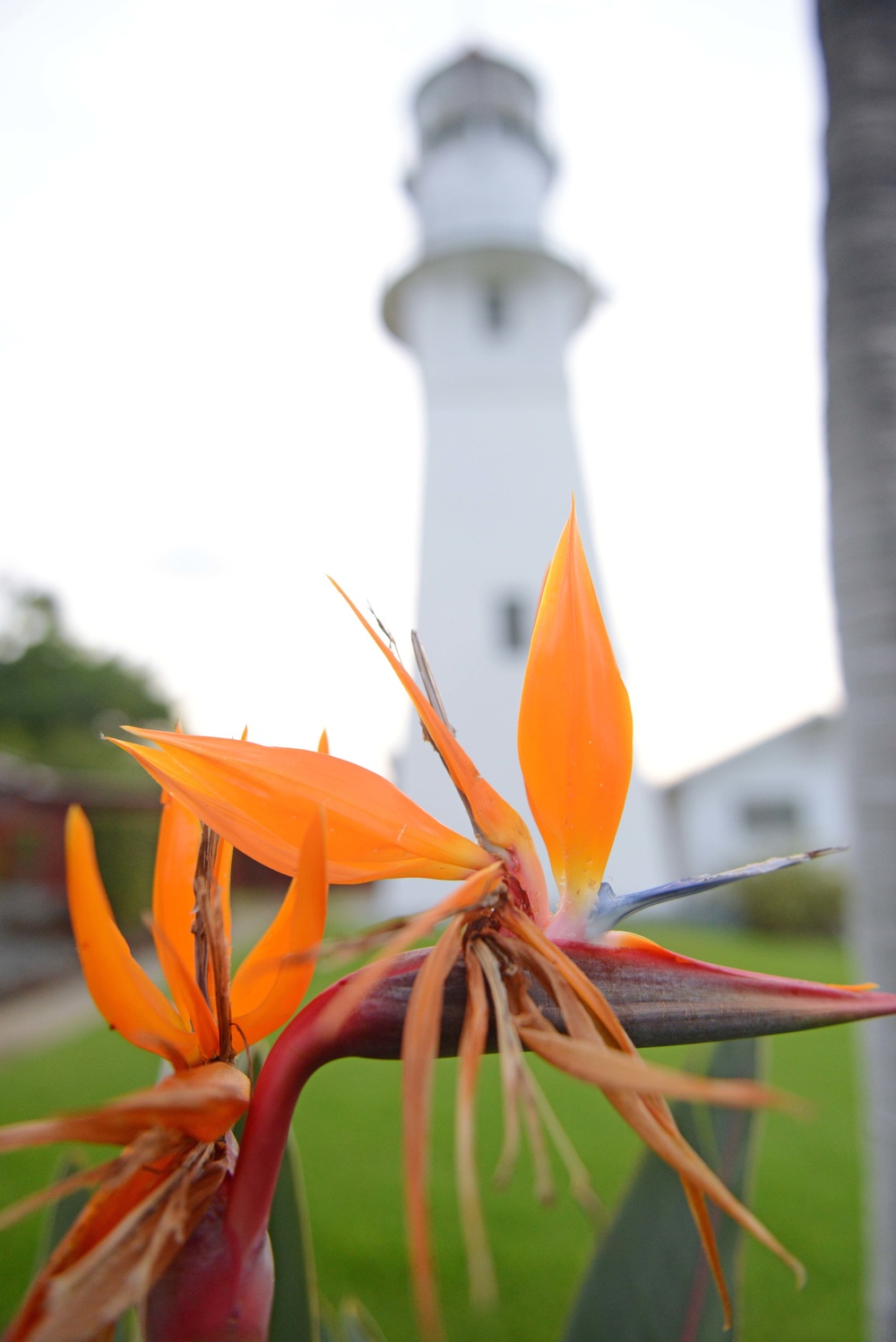 Centennial of Diamond Head Lighthouse – Oahu Art Contest 2017