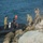 Foal Eagle 2017