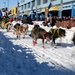 Iditarod 2017