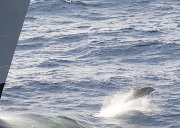 USS Mitscher Lookouts Spot Marine Mammals