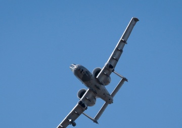 Warthog