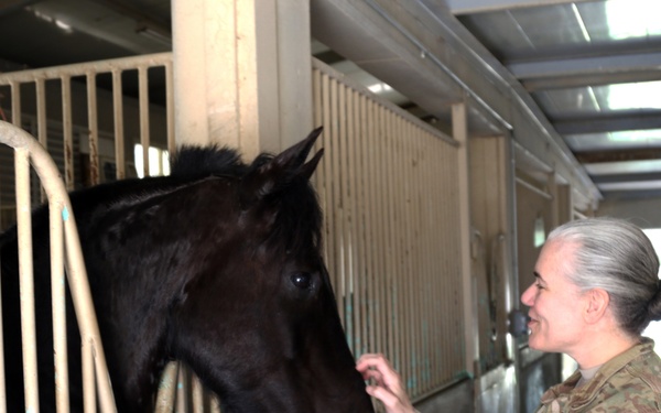 Soldiers help nurture horses to health