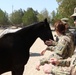 Soldiers help nurture horses to health