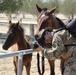 Soldiers help nurture horses to health