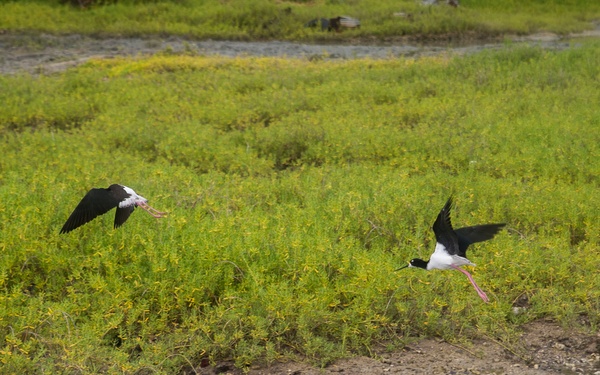 MCBH conducts annual ‘Mud Ops’ to help sustain local ecosystem