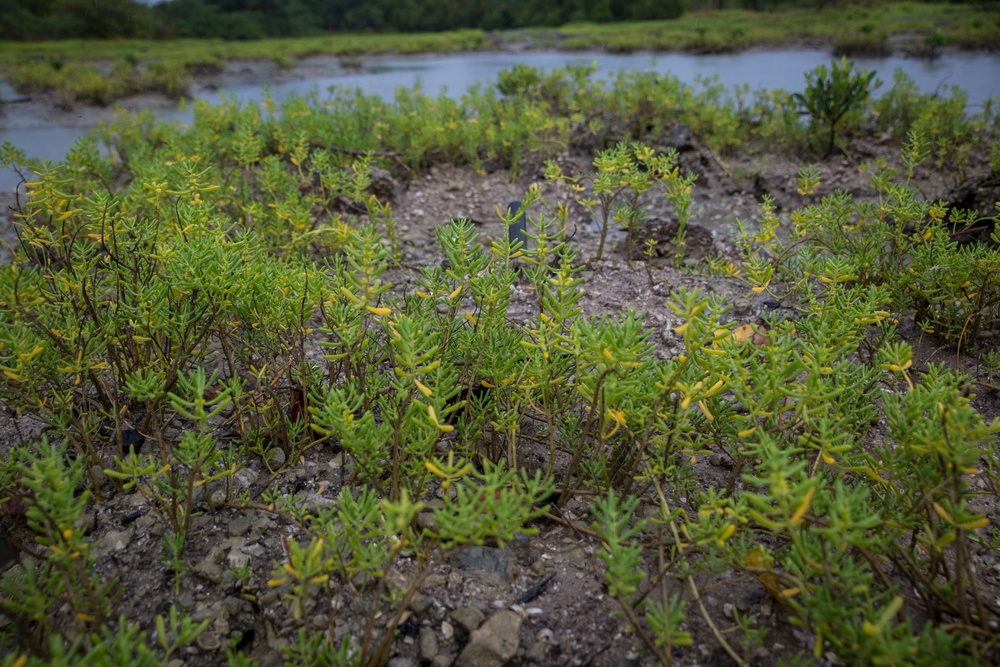 MCBH conducts annual ‘Mud Ops’ to help sustain local ecosystem