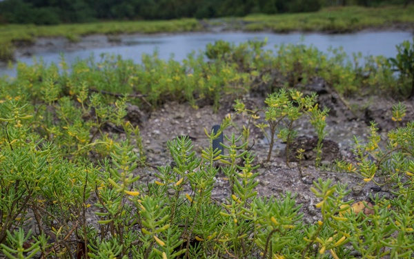 MCBH conducts annual ‘Mud Ops’ to help sustain local ecosystem