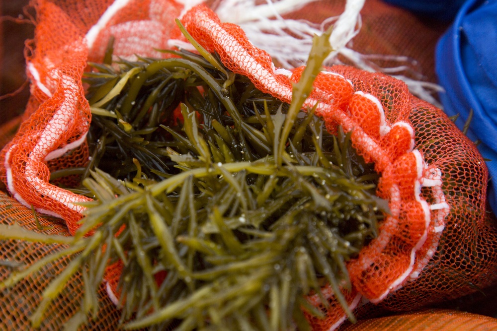 Hijiki Harvesting Festival: an Okinawan’s perspective