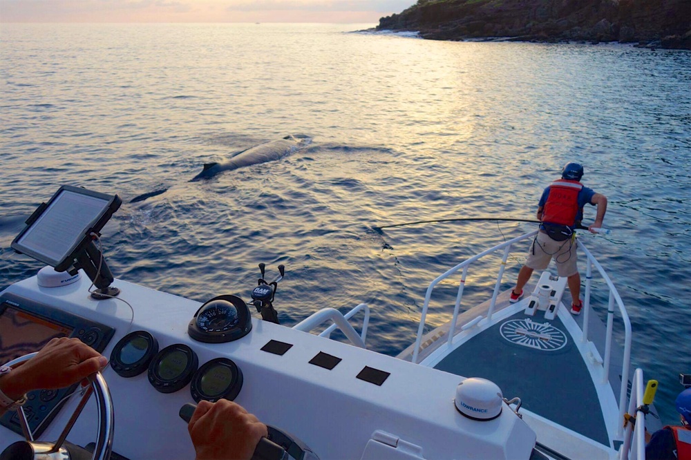 Hawaiian Islands Humpback Whale National Marine Sanctuary, NOAA National Marine Fisheries Service, U.S. Coast Guard respond to entangled subadult humpback whale off Maui