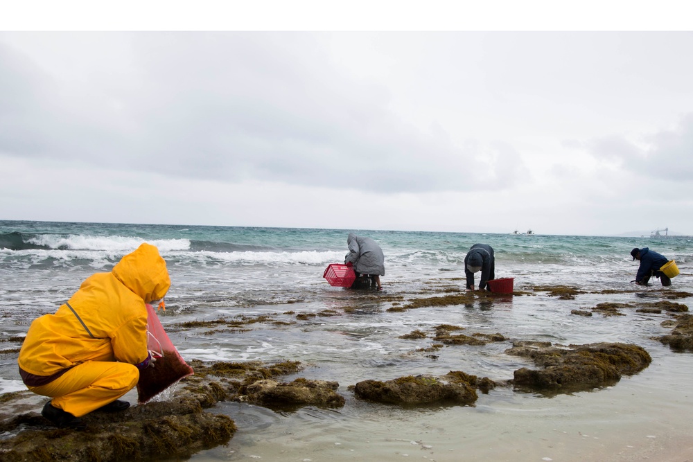 Hijiki Harvesting Festival: an Okinawan’s perspective