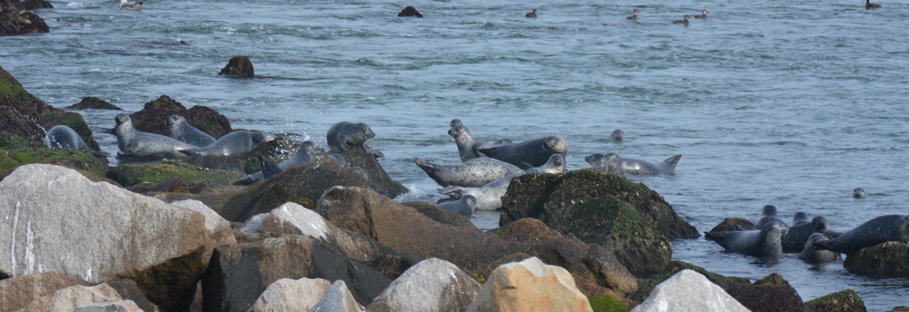 Haul-Out Counts and Photo Identification of Pinnipeds in Chesapeake Bay, Virginia