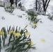 Snow and ice from winter storm Stella blanket Arlington National Cemetery