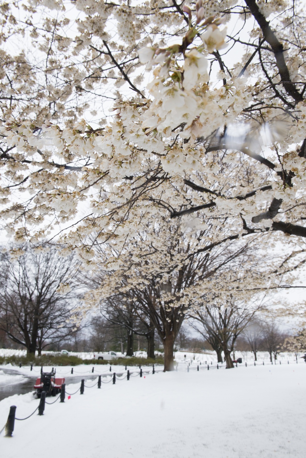 Snow and ice from winter storm Stella blanket Arlington National Cemetery