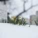 Snow and ice from winter storm Stella blanket Arlington National Cemetery