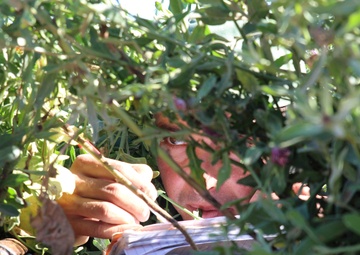 Moroccan Special Operations Conduct Reconnaissance