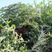 Moroccan Special Operations Conduct Reconnaissance