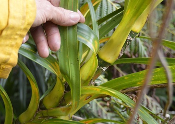 Army’s heavy lifting helps protect endangered snails