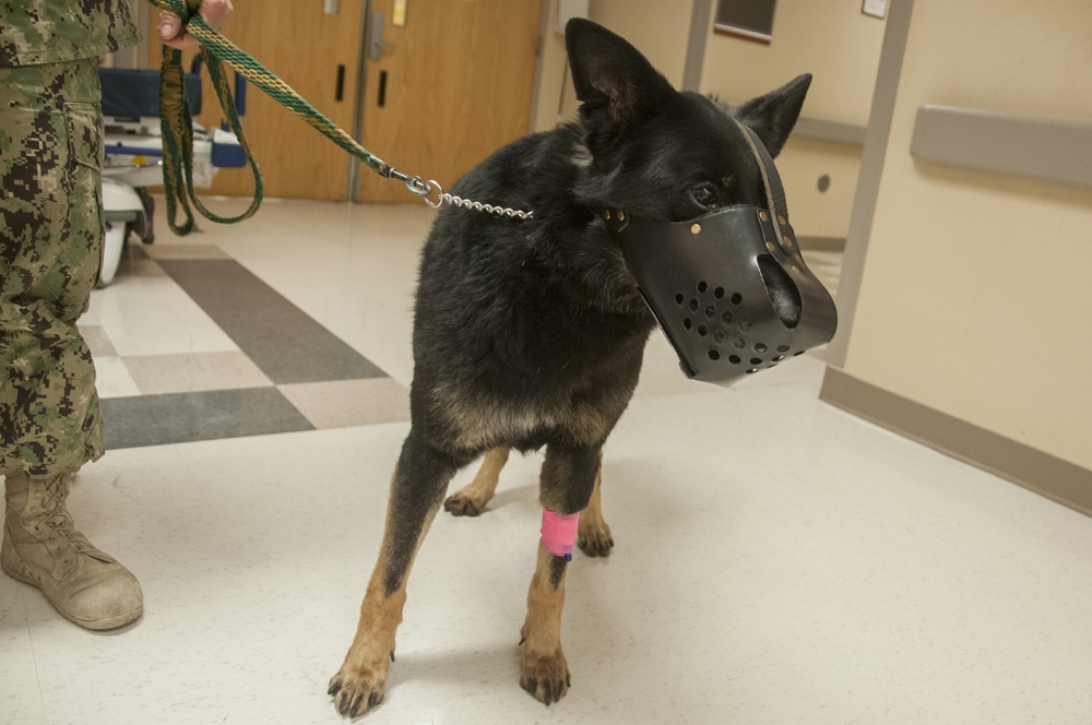 Military Working Dog