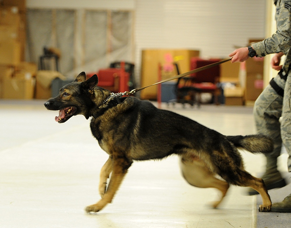 MWDs take a ‘bite’ out of training