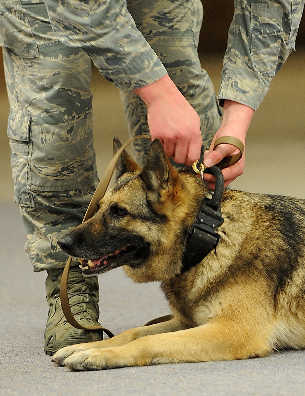 MWDs take a ‘bite’ out of training