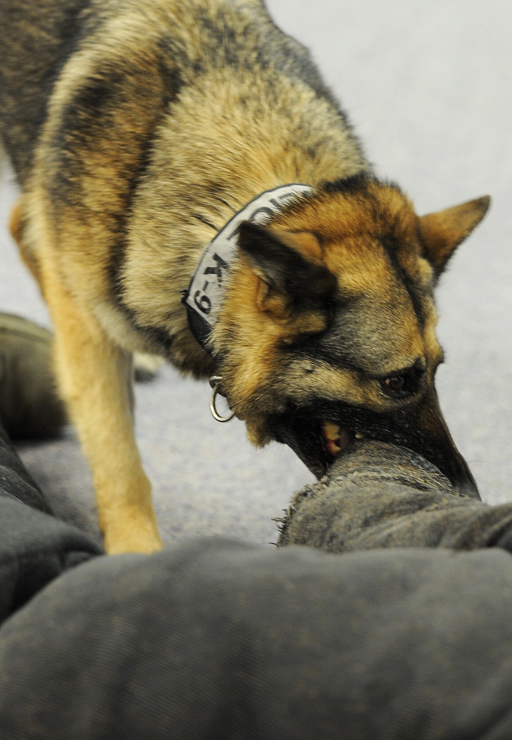 MWDs take a ‘bite’ out of training