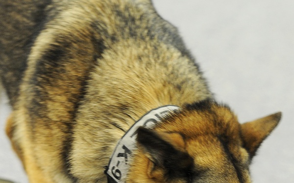 MWDs take a ‘bite’ out of training