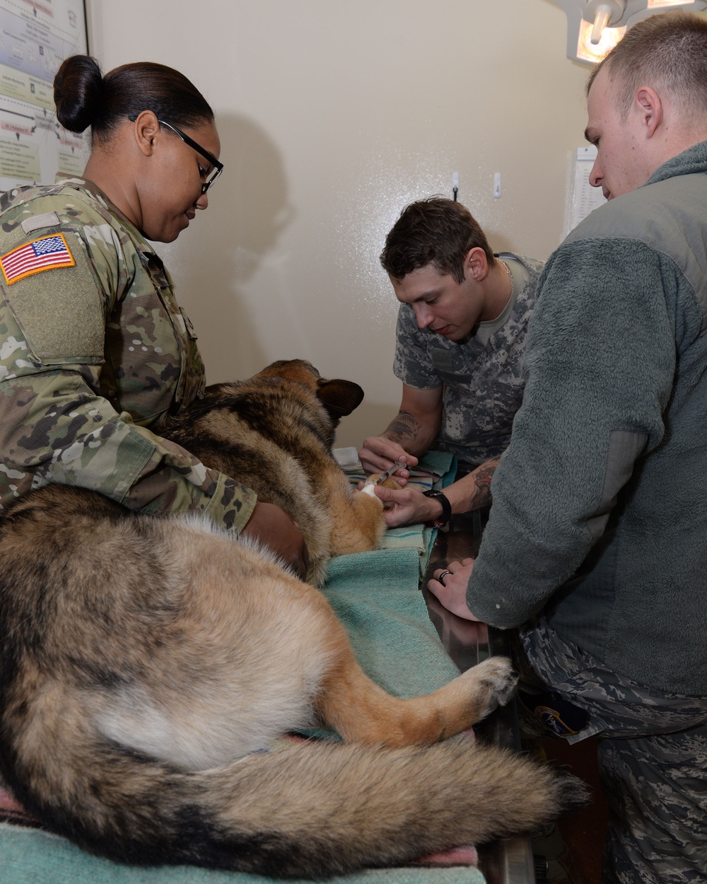 Wright-Patterson Air Force Base Veterinary Treatment Facility provides wellness exams for military working dogs