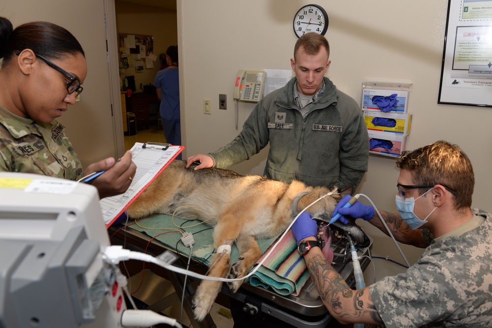 Wright-Patterson Air Force Base Veterinary Treatment Facility provides dental cleaning exams for military working dogs