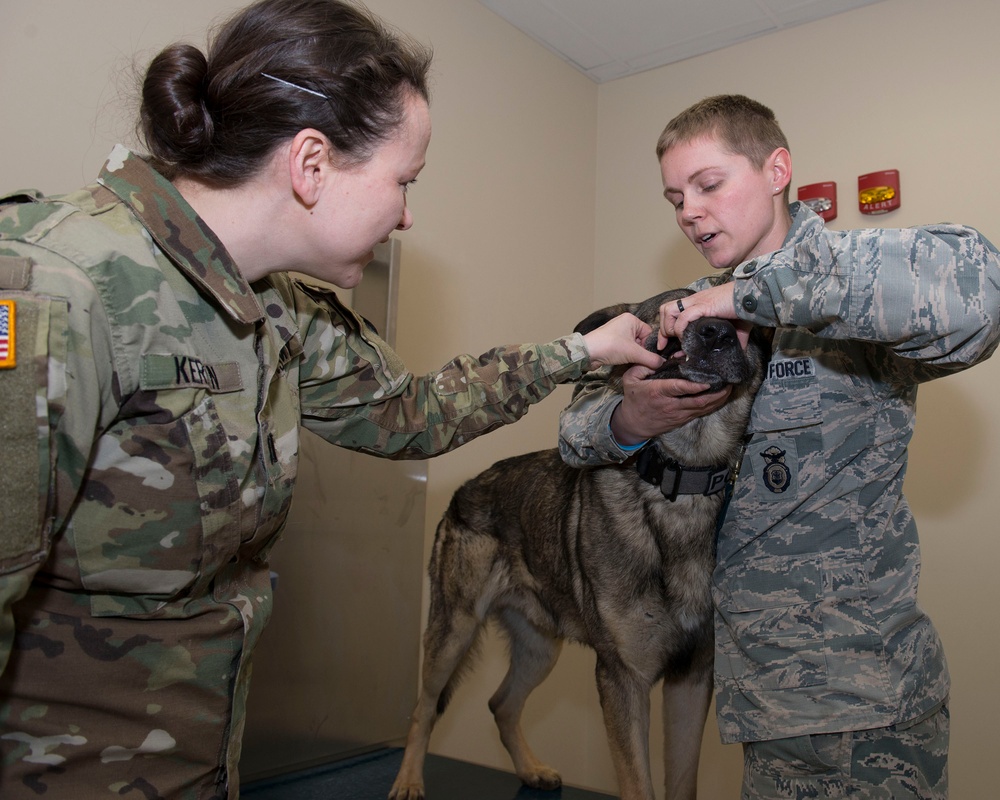 Wright-Patterson Veterinary Treatment Facility provides wellness exams for military working dogs