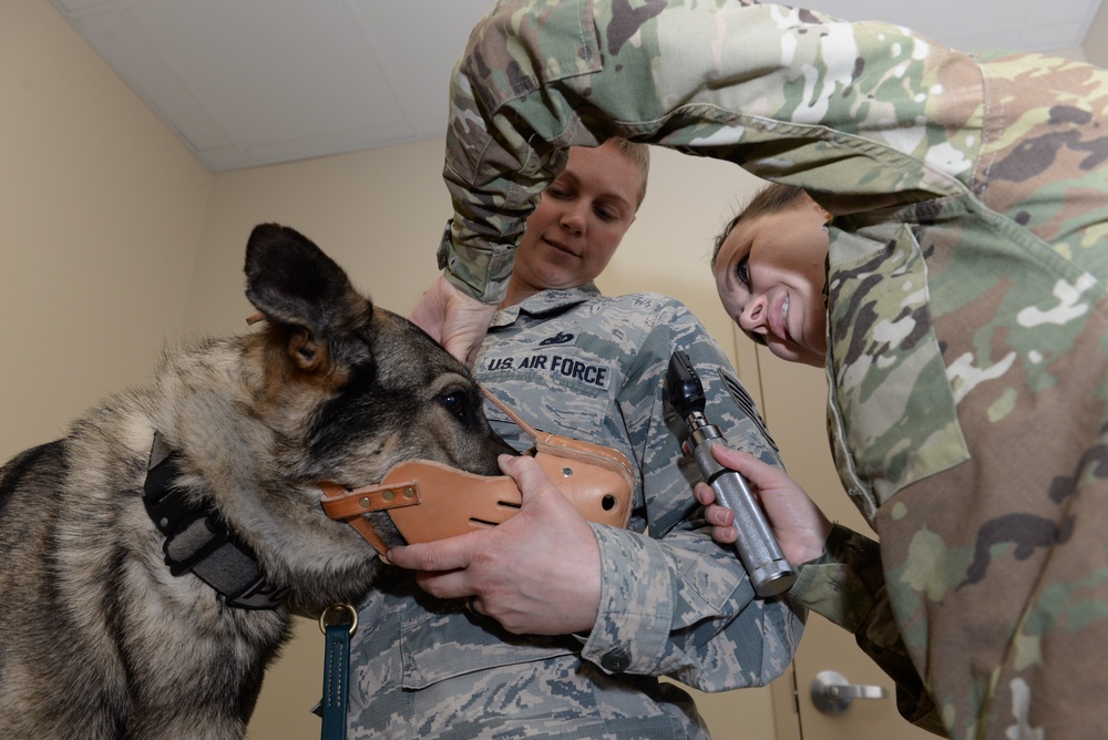 Wright-Patterson Veterinary Treatment Facility provides wellness exams for military working dogs