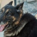 MWD retires after 10 years