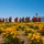 Through the poppy fields Through the poppy fields