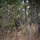 A single soldier in camouflage uniform and helmet moves through a wooded area with sparse pine trees and tall dry grass. The individual is carrying a rifle and wearing full tactical gear, suggesting a military training exercise or patrol operation. A blue marker is visible on the helmet, commonly used to distinguish forces during training exercises.