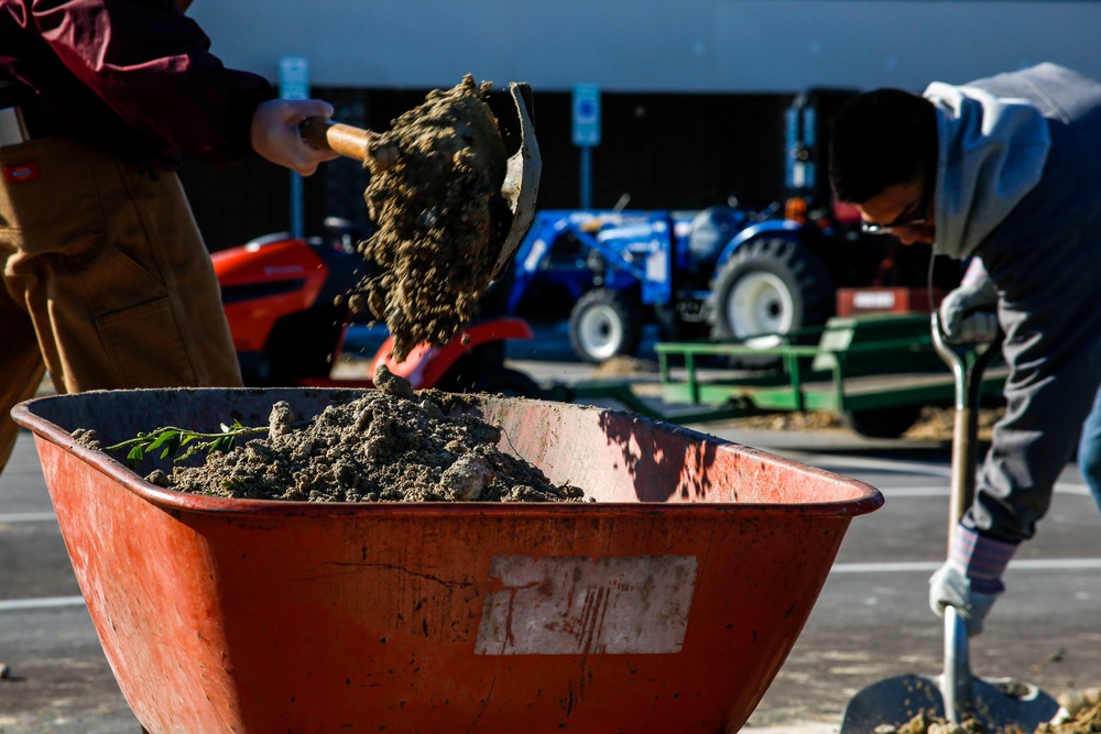 Two workers are engaged in outdoor landscaping or construction work, with one shoveling soil or dirt into a red wheelbarrow in the foreground. In the background, multiple tractors — including a red and a blue one — are parked in what appears to be a paved lot near a building. The scene suggests an active work site involving earth-moving or planting activities.