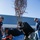 A group of four men are working together to plant a bare deciduous tree in a prepared hole in the ground. The tree has orange ribbon or flagging tape tied to its upper branches, likely for identification or protection purposes. The activity appears to be taking place in a parking lot or grounds area adjacent to a commercial or industrial building.