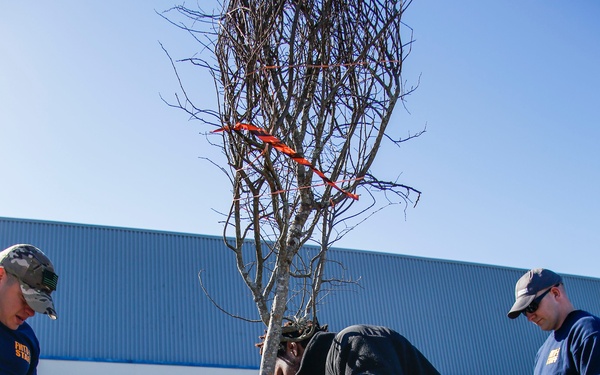 A group of four men are working together to plant a bare deciduous tree in a prepared hole in the ground. The tree has orange ribbon or flagging tape tied to its upper branches, likely for identification or protection purposes. The activity appears to be taking place in a parking lot or grounds area adjacent to a commercial or industrial building.