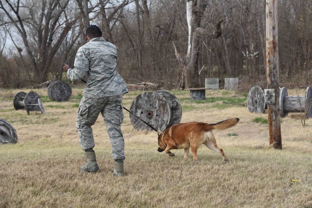 Military Working Dogs Scout Training