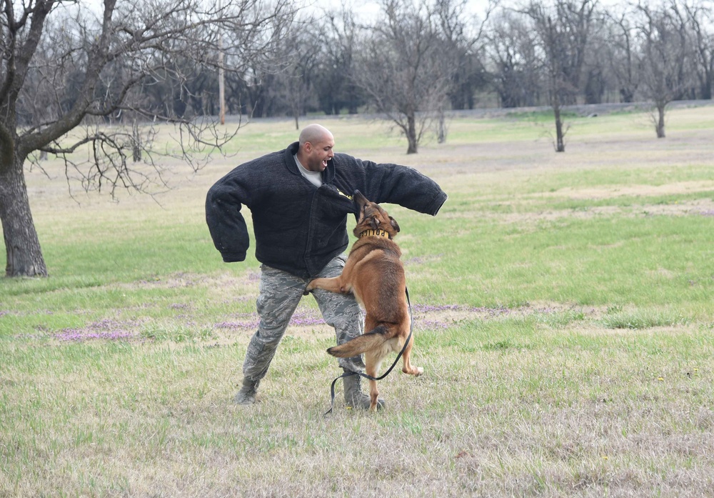 Military Working Dogs Scout Training