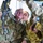 10th CAB welcomes generals for tour of Illesheim Army Airfield