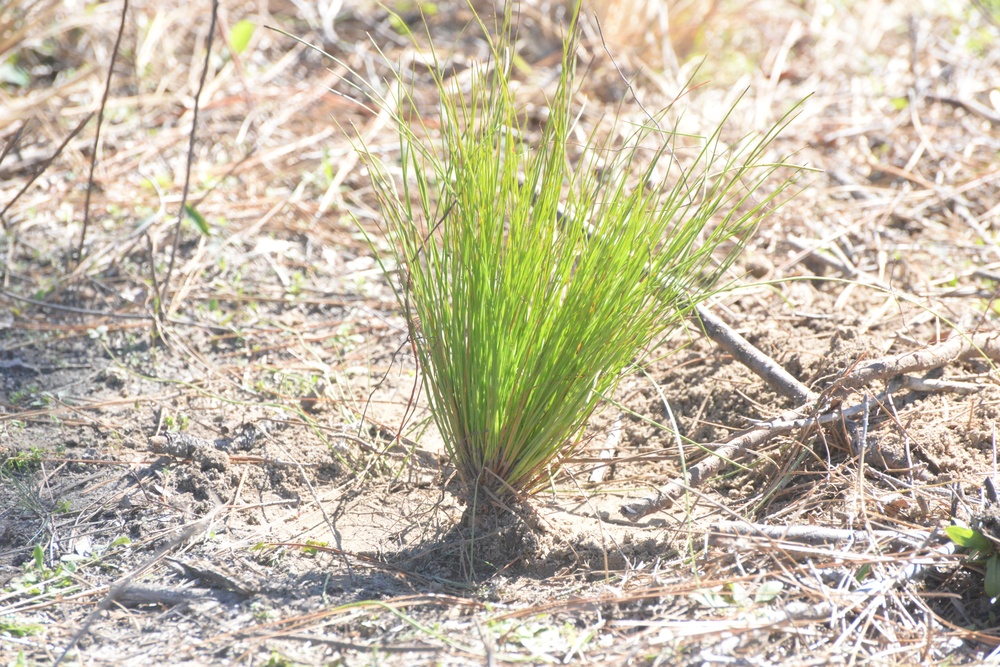 Arbor Day Tree Planting