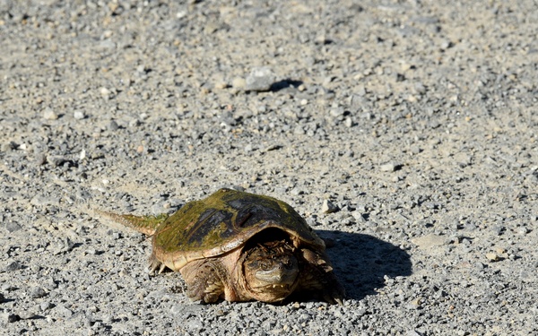 Wildlife at the Robinson Maneuver Training Center