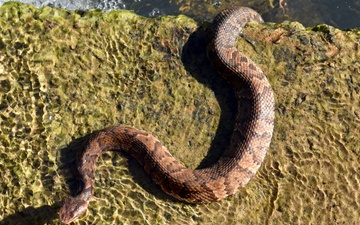 Wildlife on the Robinson Maneuver Training Center