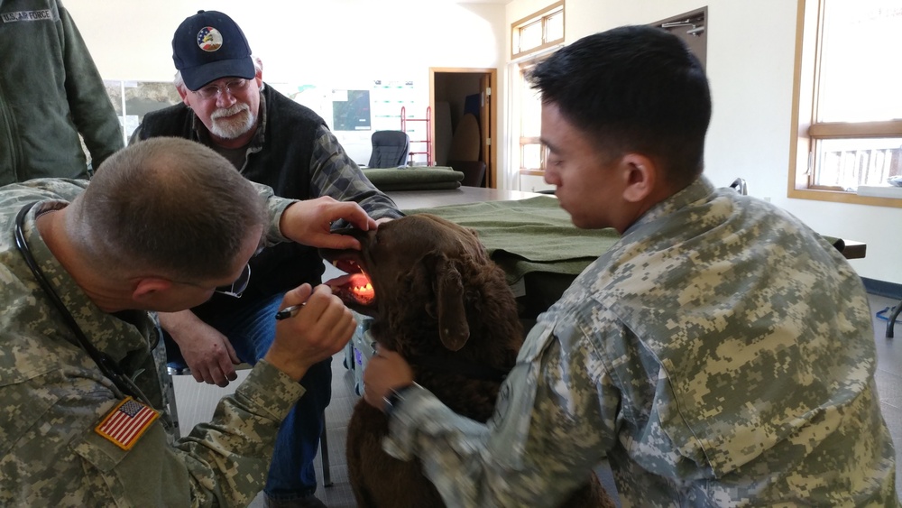 Army Vets Care for Dog in Port Lions