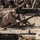 SPMAGTF-CR-CC Marines train with Royal Saudi Naval Forces Marines