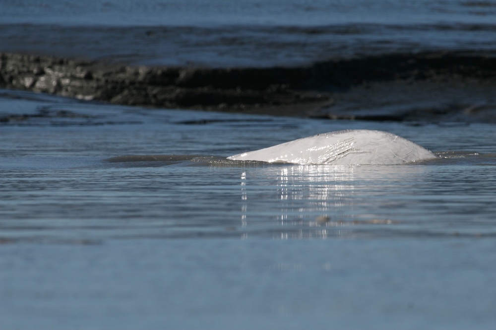 DVIDS - Images - Beluga Whale Conservation Effort Cook Inlet [Image 2