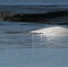 Beluga Whale Conservation Effort Cook Inlet